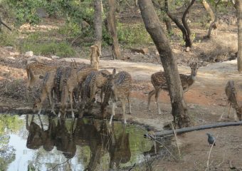 Striped Deer at Ranthambore National Park in North India