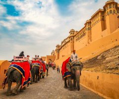 Best way to reach the amer fort is on an elephant