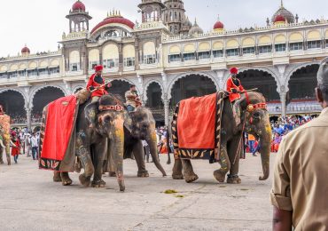 Elephants parade during Dusshehra Festival in Mysore - Karnataka - South - India