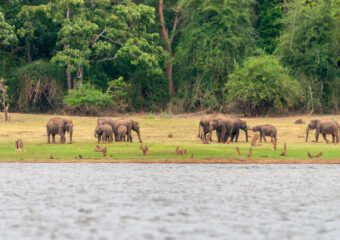 Herd of elephants during boat safari in Nagarhole National Park - Kabini - Karnataka - South - India