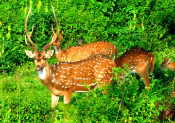 Herds of Deers at Bandipur National Park - Karnataka - South India
