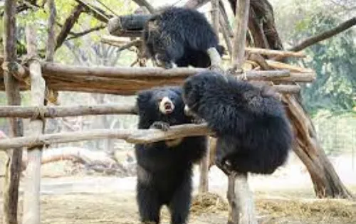 Jungle Safari Ranthambore