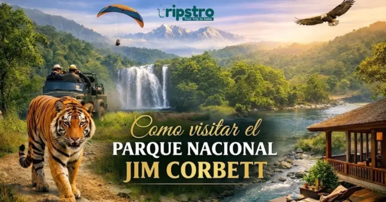 Read more about the article Cómo Visitar el Parque Nacional Jim Corbett: La Guía Definitiva