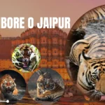 Ranthambore o Jaipur: ¿Vale la pena añadir el safari al tour?