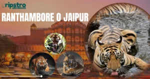 Read more about the article Ranthambore o Jaipur: ¿Vale la pena añadir el safari al tour?