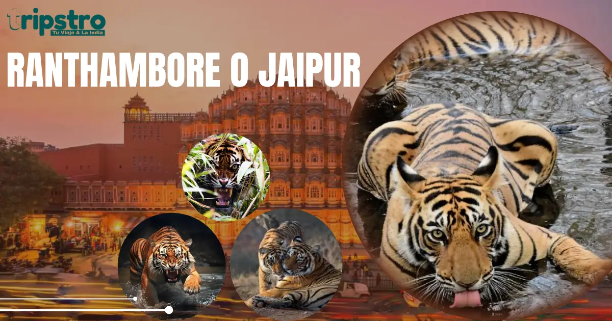 You are currently viewing Ranthambore o Jaipur: ¿Vale la pena añadir el safari al tour?
